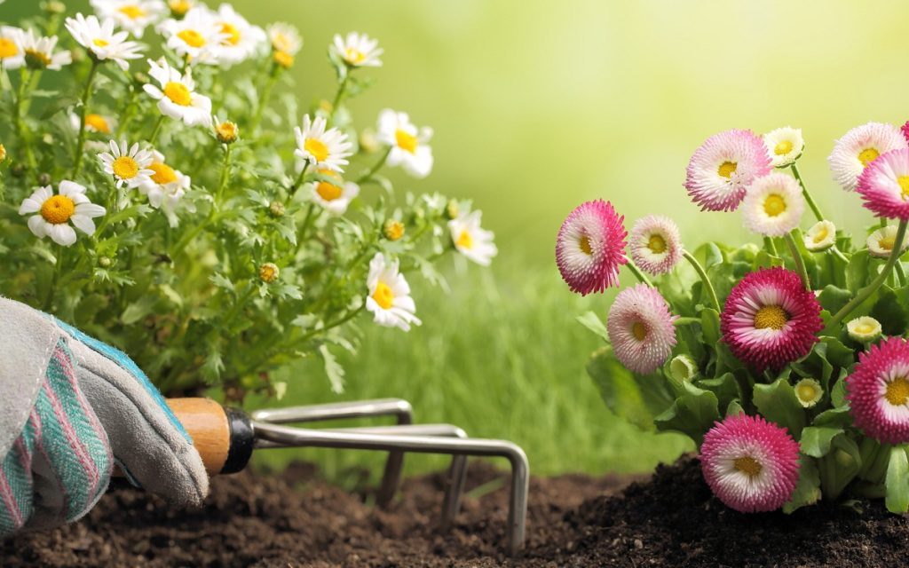 Sound Advice For Selecting Decorative Landscape Edging