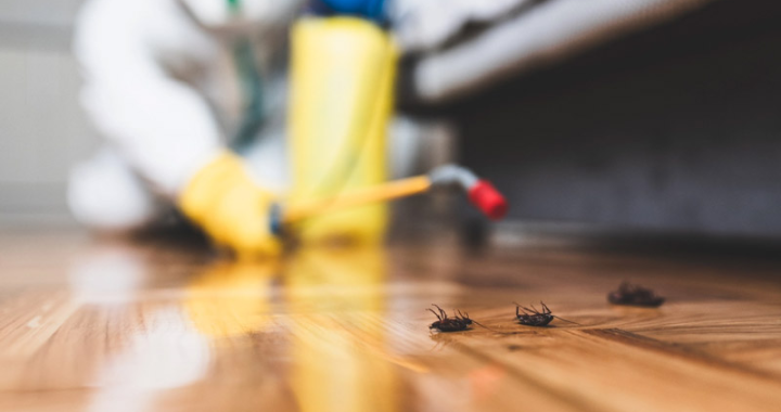 Comprehensive Guide to Smoke Beetle Prevention and Control