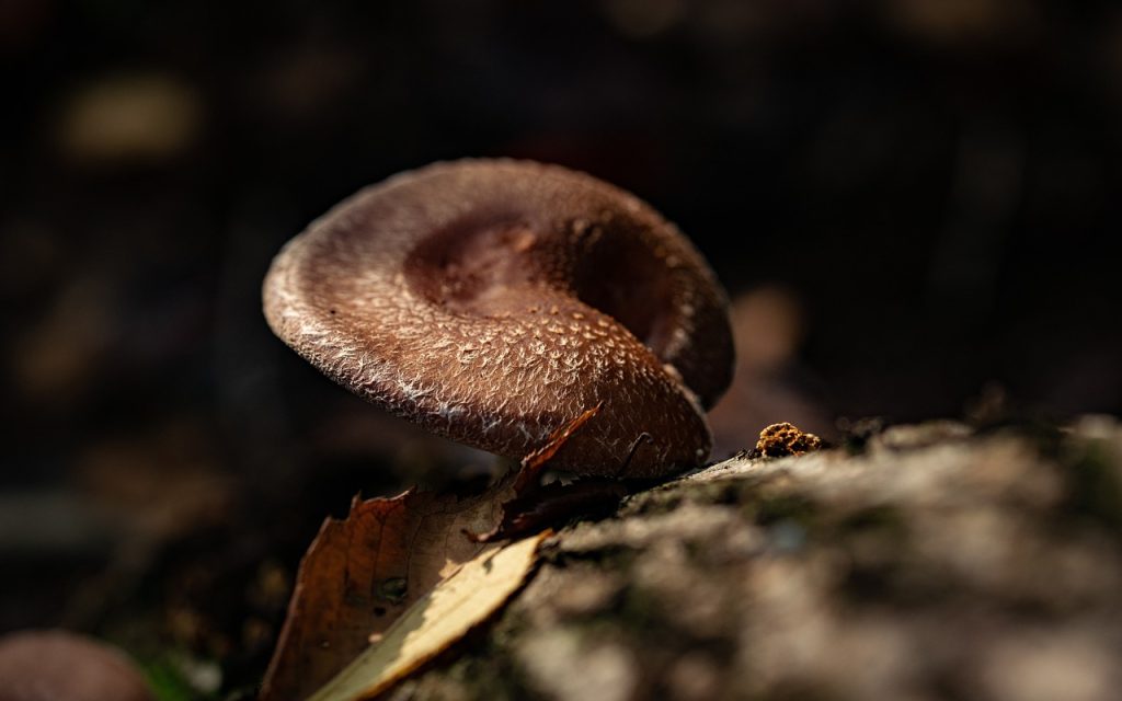 Mushroom, food, wild — Discover the Investment in Your Health with the Real Cost of TRT Therapy