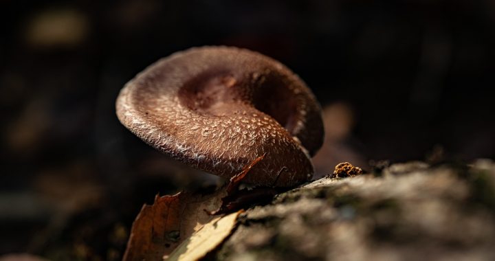 Mushroom, food, wild — Discover the Investment in Your Health with the Real Cost of TRT Therapy