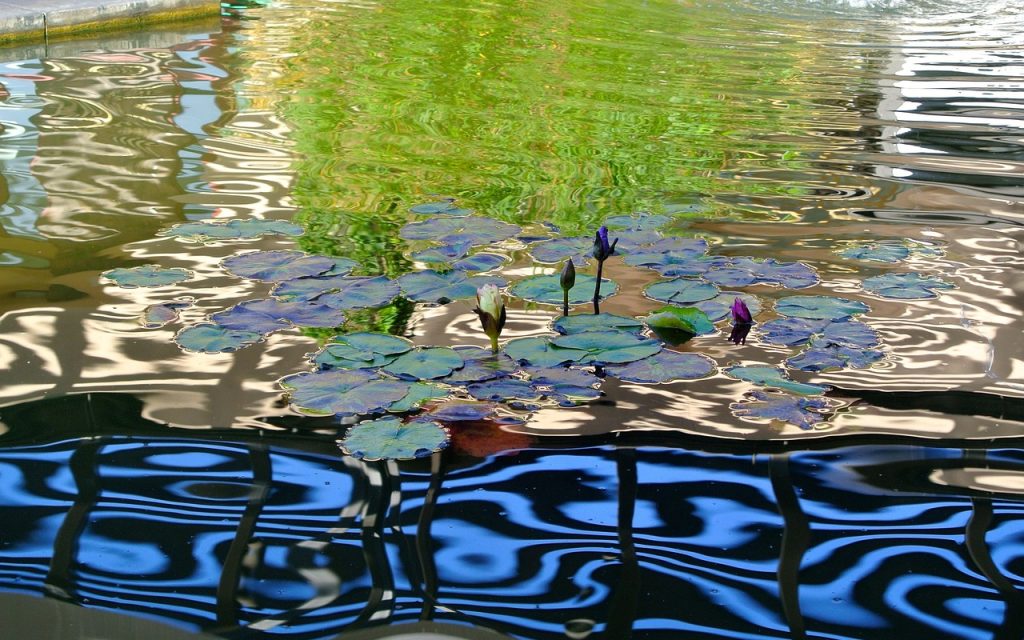 Water, pond, nature — Enhancing Engagement: Interactive Features of Online Lottery Websites