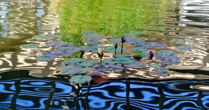 Water, pond, nature — Enhancing Engagement: Interactive Features of Online Lottery Websites