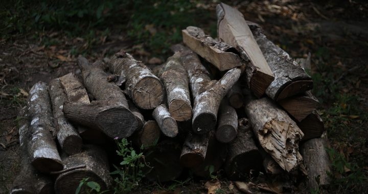 Firewood, wood, coal — Hyperino Maklercourtage 2026, Auf keinen fall ernst & dem spartans legacy Casino recht entsprechend wi