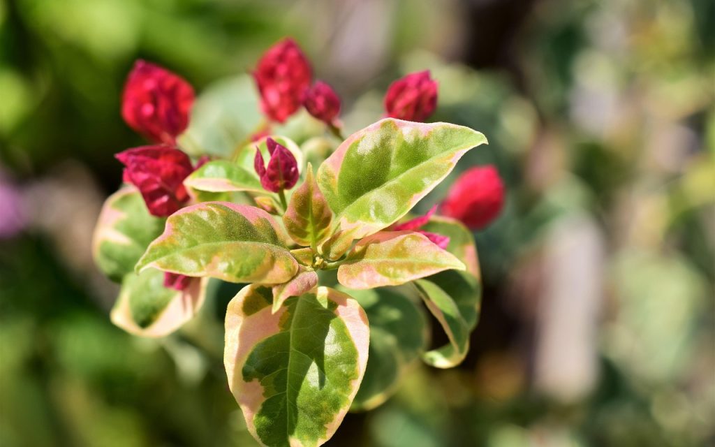 Bougainvillia, bloom red, leaves white green — Specific gambling enterprise incentives need you to enter the extra code prior