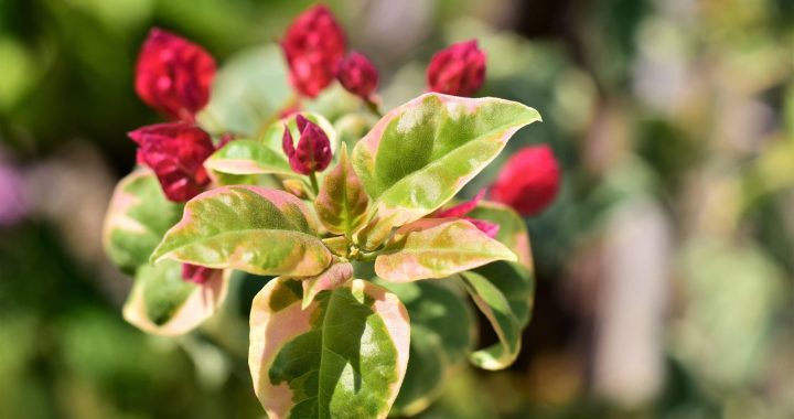 Bougainvillia, bloom red, leaves white green — Specific gambling enterprise incentives need you to enter the extra code prior