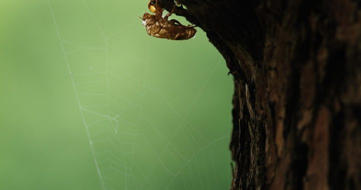 Cicada, insect, close up — Test post title