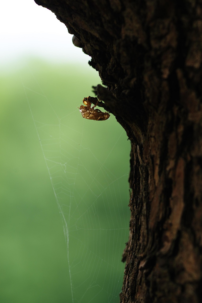 Cicada, insect, close up — Test post title